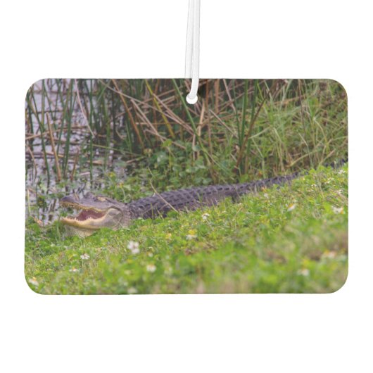 Alligator Viera Wetlands Florida Foto Luchtverfrisser (Achterkant)