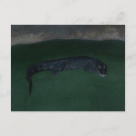 Alligator ~ Wat zit er in de Donker? Briefkaart
