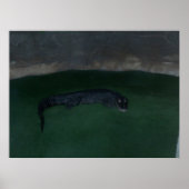 Alligator ~ Wat zit er in de Donker? ~ Poster/afdr Poster (Voorkant)