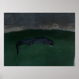 Alligator ~ Wat zit er in de Donker? ~ Poster/afdr Poster