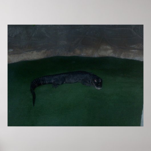 Alligator ~ Wat zit er in de Donker? ~ Poster/afdr Poster (Voorkant)