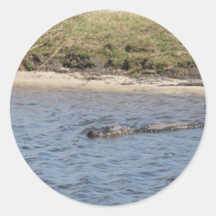 Alligator Zwemmen in Florida Water Ronde Sticker