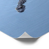 Alligator zwemt in een South Carolina Pond Poster (Hoek)