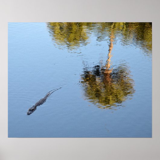 Alligator zwemt in een South Carolina Pond Poster (Voorkant)