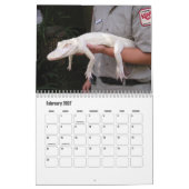 AlligatorBoerderij in St. Augustinus Wall Calendar Kalender (Feb 2027)