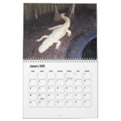 AlligatorBoerderij in St. Augustinus Wall Calendar Kalender (Jan 2026)
