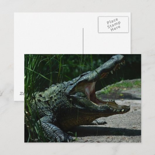 AlligatorBriefkaart Briefkaart (Voorkant / Achterkant)