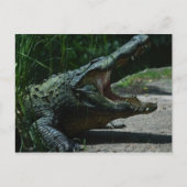 AlligatorBriefkaart Briefkaart (Voorkant)