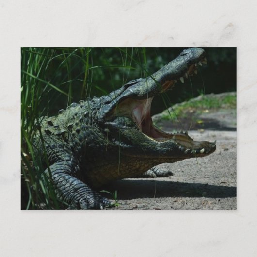 AlligatorBriefkaart Briefkaart (Voorkant)