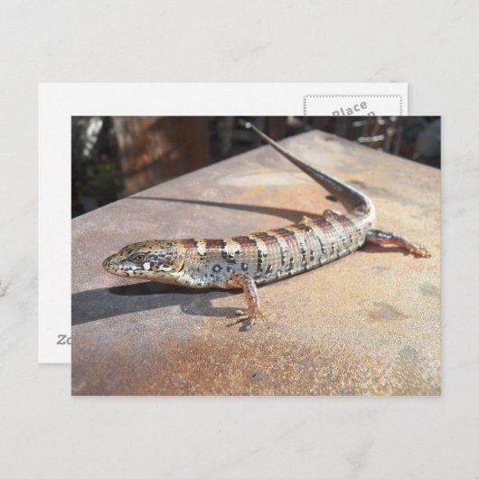 alligatorhagedis briefkaart (Voorkant / Achterkant)