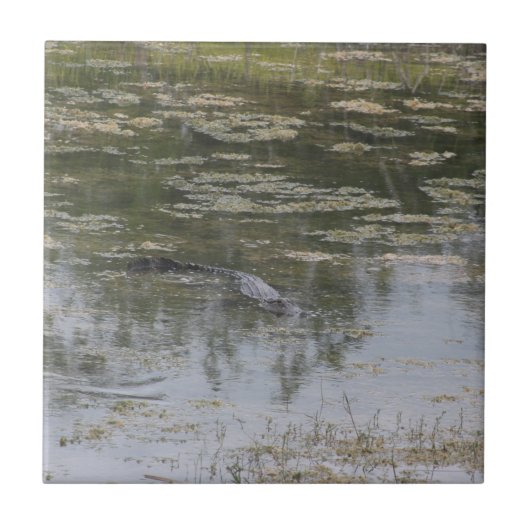 Alligatorkeramische Tegel Tegeltje (Voorkant)