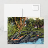  alligatorkwartet Bayano, Panama Briefkaart (Voorkant / Achterkant)