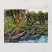  alligatorkwartet Bayano, Panama Briefkaart (Voorkant)