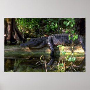 Alligatornamiddag, Everglades, Florida Poster