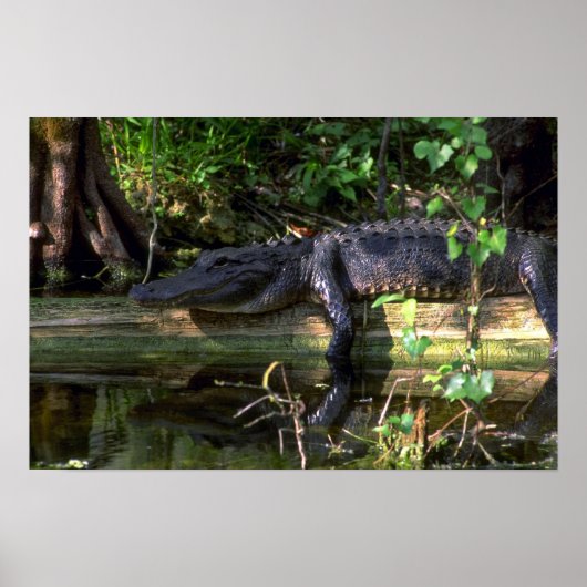 Alligatornamiddag, Everglades, Florida Poster (Voorkant)