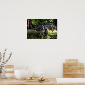 Alligatornamiddag, Everglades, Florida Poster (Keuken)