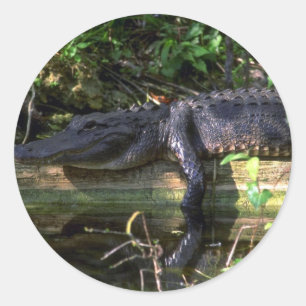 Alligatornamiddag, Everglades, Florida Ronde Sticker