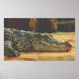AlligatorPoster Poster