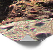 AlligatorPoster Poster (Hoek)