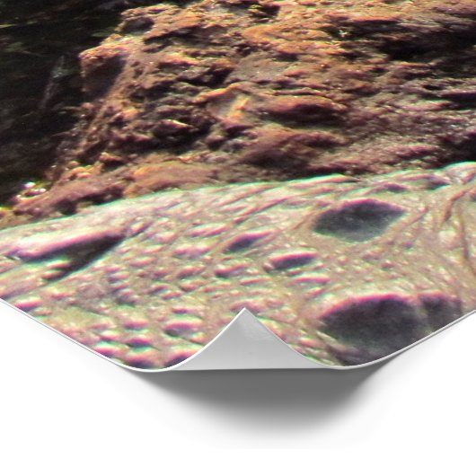 AlligatorPoster Poster (Hoek)