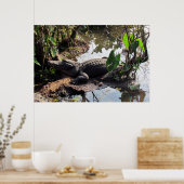 AlligatorPoster Poster (Keuken)