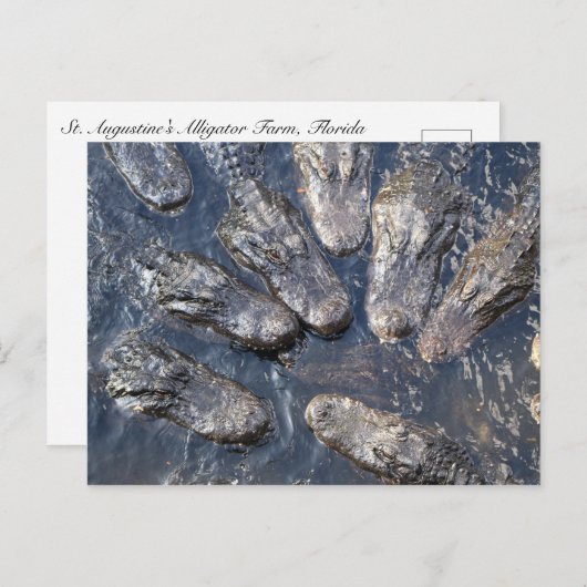 Alligators #5 briefkaart (Voorkant / Achterkant)