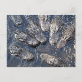 Alligators #5 briefkaart (Voorkant)