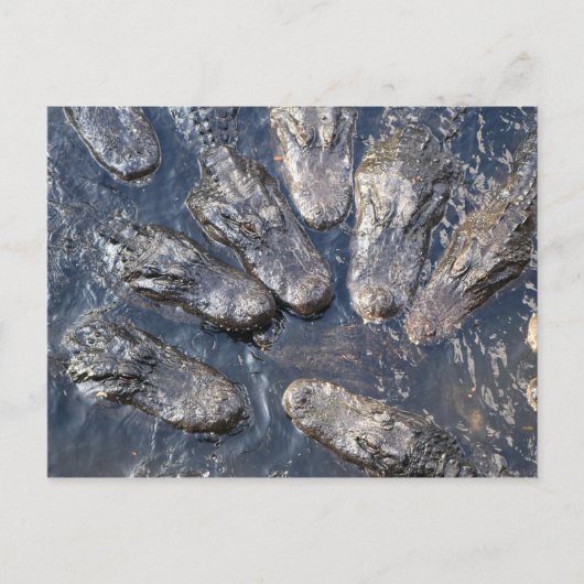 Alligators #5 briefkaart (Voorkant)