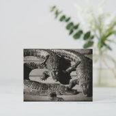 Alligators Briefkaart (Staand voorkant)