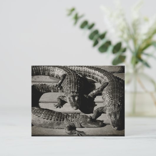Alligators Briefkaart (Staand voorkant)