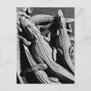 Alligators Briefkaart