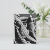 Alligators Briefkaart (Staand voorkant)
