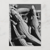 Alligators Briefkaart (Voorkant)