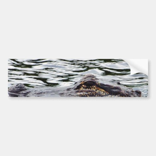 Alligators Bumpersticker (Voorkant)
