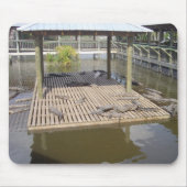 Alligators die in de Muismat van de zon liggen (Voorkant)