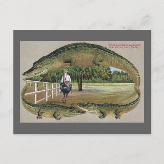 Alligators en Boerderij van struisvogels in Florid Briefkaart (Voorkant)