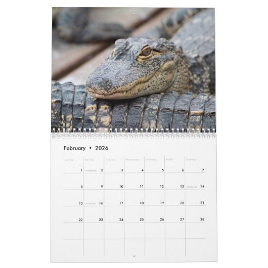 Alligators in het wild 2026 kalender (Feb 2026)