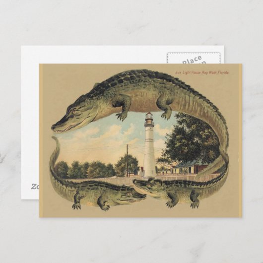 Alligators, Key West, FL Briefkaart (Voorkant / Achterkant)