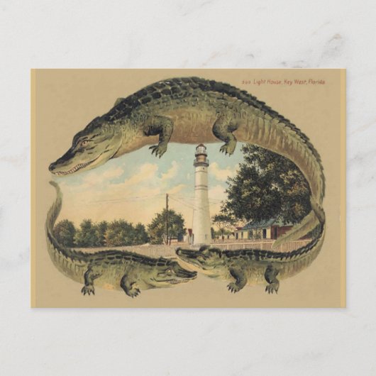 Alligators, Key West, FL Briefkaart (Voorkant)