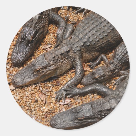 alligators ronde sticker (Voorkant)