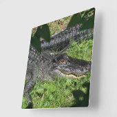 Alligators Sunning Vierkante Klok (Hoek)