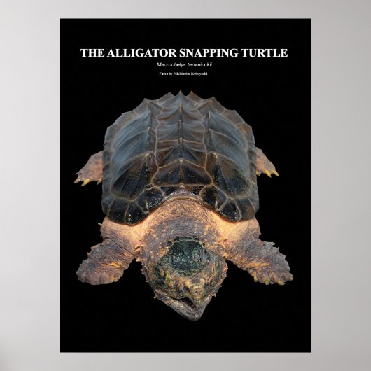Alligatorschildpad の タ ー poster (Voorkant)