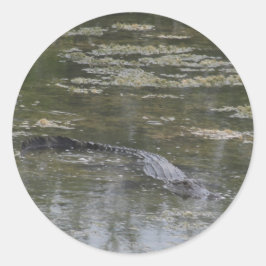 AlligatorStickers Ronde Sticker