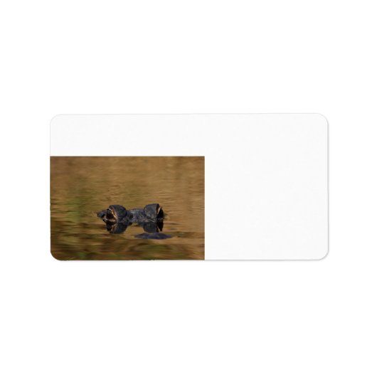 Alligatorweerkaatsingen Etiket (Voorkant)