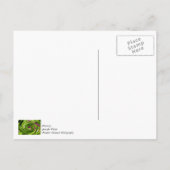 Allium Abstract Briefkaart (Achterkant)