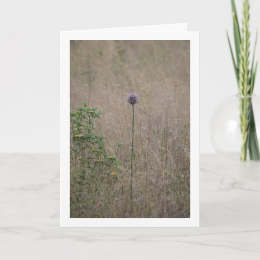 Allium, Allium ampeloprasum, Wilde prei Kaart (Voorkant)