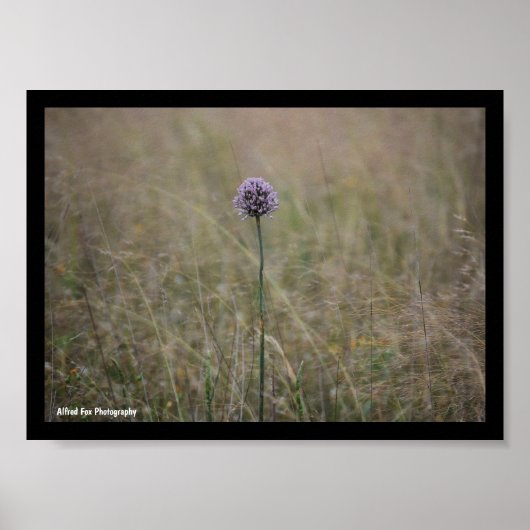 Allium, Allium Ampeloprasum, Wilde Prei Poster (Voorkant)