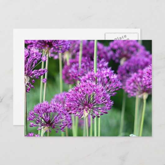 Allium bloemen briefkaart (Voorkant / Achterkant)