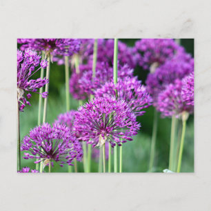 Allium bloemen briefkaart