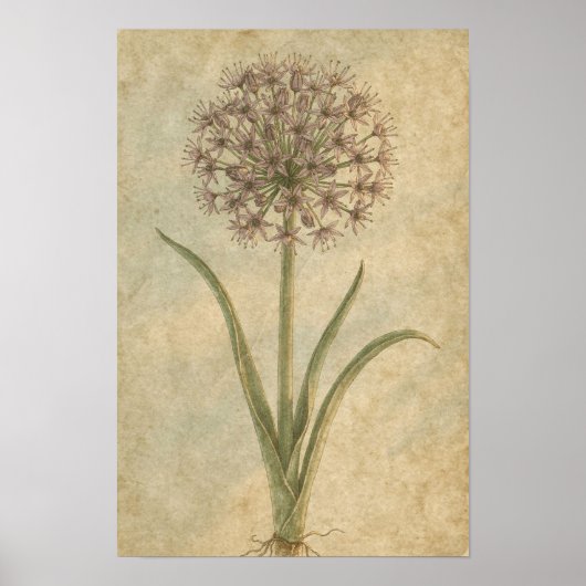 Allium Botanische Kunstprint Poster (Voorkant)